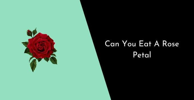 Can You Eat A Rose Petal