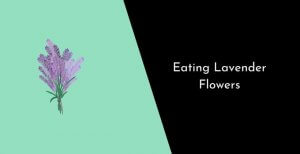 Eating Lavender Flowers