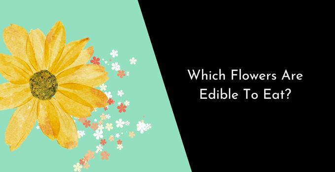 Which Flowers Are Edible To Eat