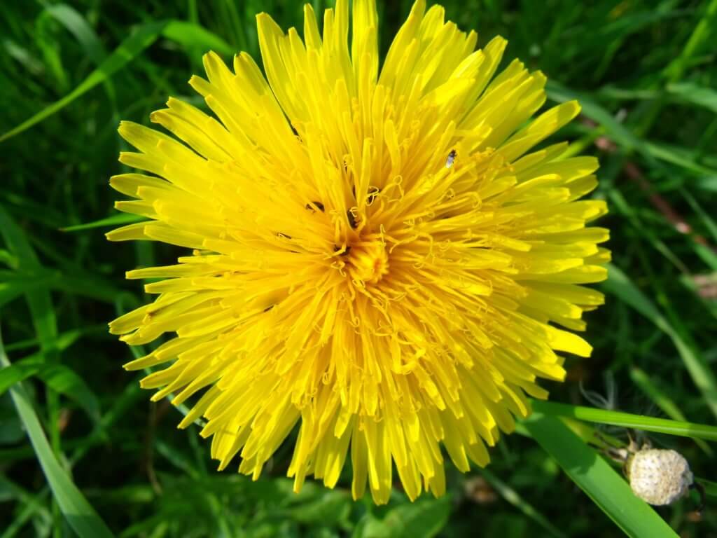 Yellow-dandelion-flower